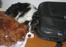 maxy and Bronte de vallier dec 2008 sleeping Cavalier King Charles Spaniels