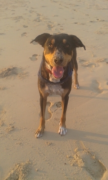 Toby on the beach